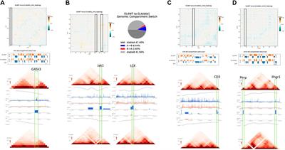 Effects of the Zbtb1 Gene on Chromatin Spatial Structure and Lymphatic Development: Combined Analysis of Hi-C, ATAC-Seq and RNA-Seq